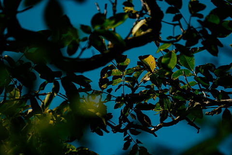 green trees under blue sky, leaf, plant, silhouette, light, flower HD wallpaper