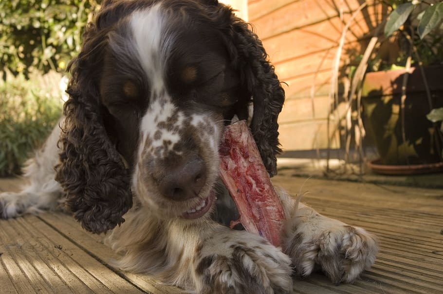 domestic, dog, pets, one animal, canine, mammal, domestic animals HD wallpaper