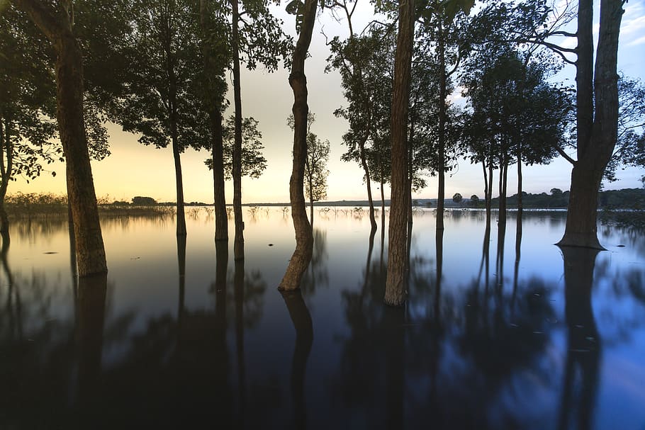 sunset, outdoor, tree, background, nice, natural, green, beauty HD wallpaper
