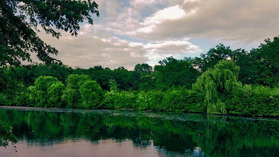 united states, hackensack, tree, water, plant, reflection, beauty in nature HD wallpaper
