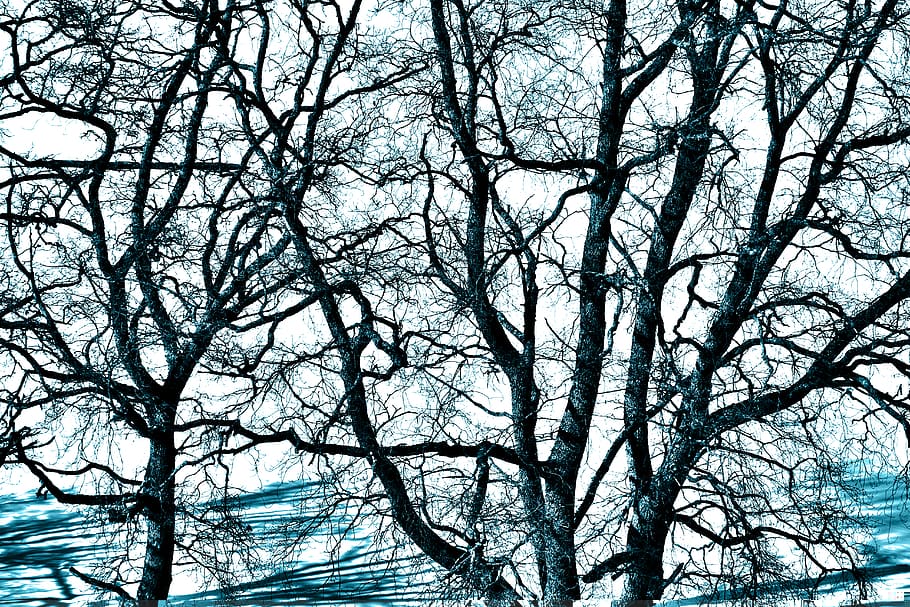 mess, winter, group, branch, blue, silhouette, tree, plant HD wallpaper