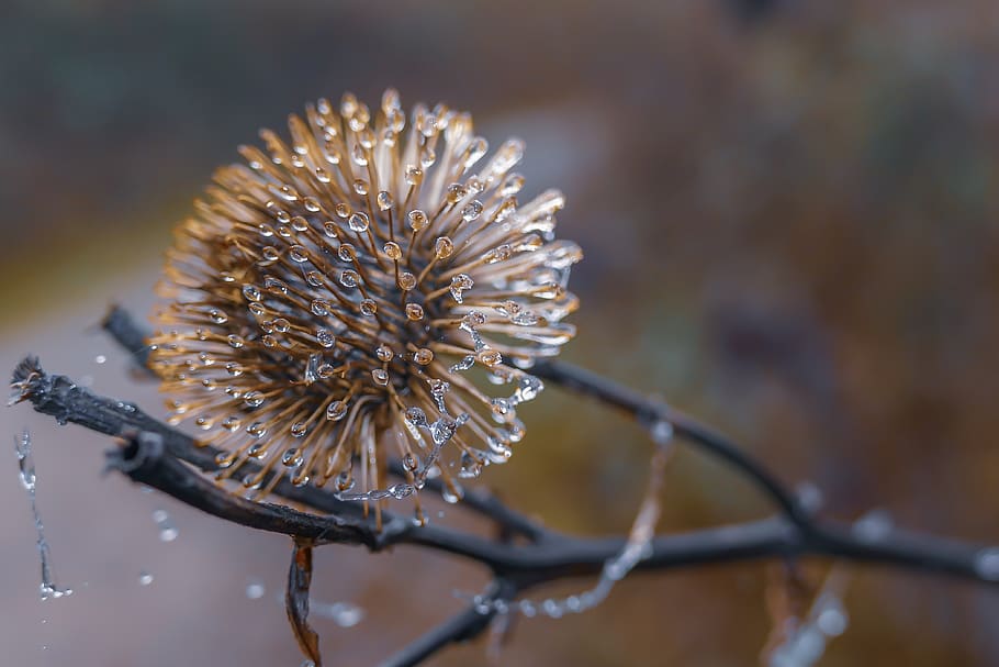 winter, cold, icy, nature, frozen, iced, portrait, plant, flower HD wallpaper