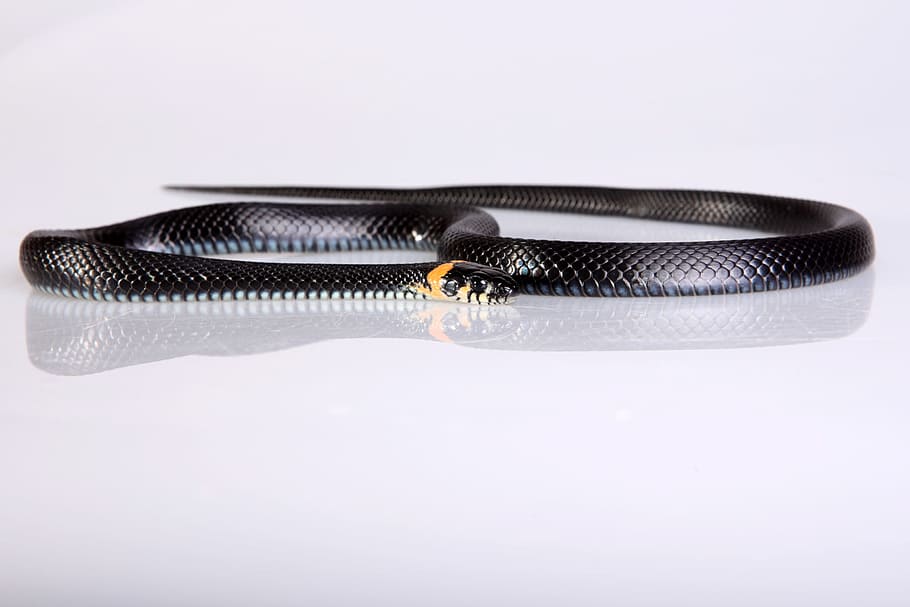snake, slither, animal, black, cold, blooded, cunning, danger HD wallpaper