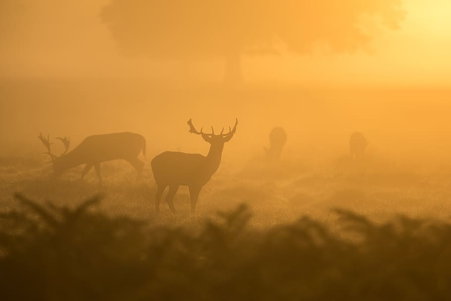 two deers silhouettes, animal wildlife, animal themes, mammal HD wallpaper