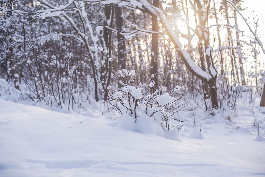 snow, cold, ilich, ilyaorehov, piritum, tallinn, estonium, winter HD wallpaper