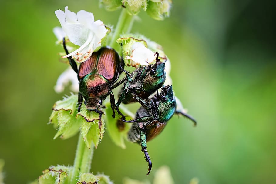 june bugs, insects, summer, bugs on plant, beetle, nature, animal wildlife HD wallpaper