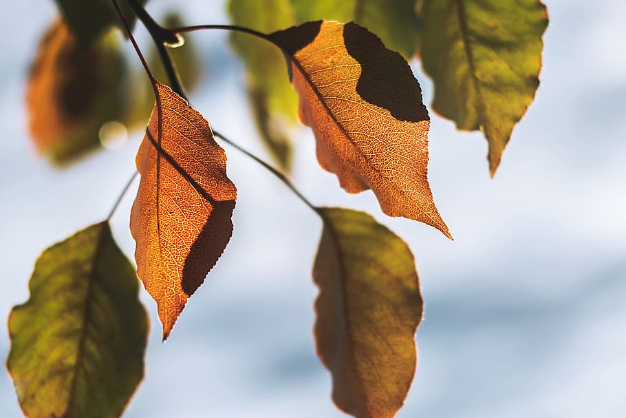 brown-leafed plant, sky, nature, branch, tree, plant part, focus on foreground HD wallpaper
