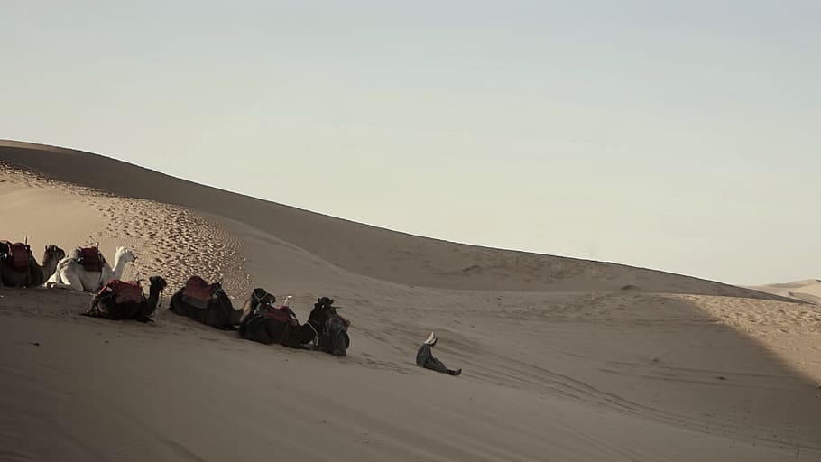 land, real people, desert, sand, group of people, large group of people HD wallpaper