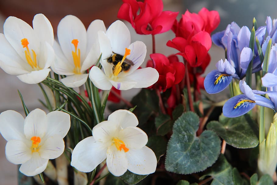 crocus, bourdon, pollen, foraging, insect, crocus white, flowering plant HD wallpaper
