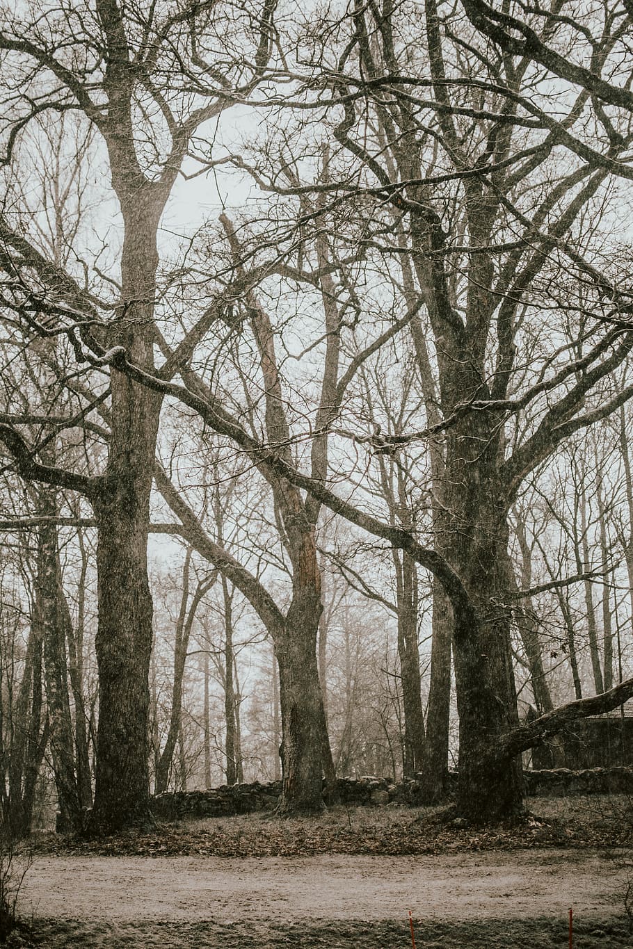 bare tree, plant, tree trunk, nature, outdoors, land, grey, vegetation HD wallpaper