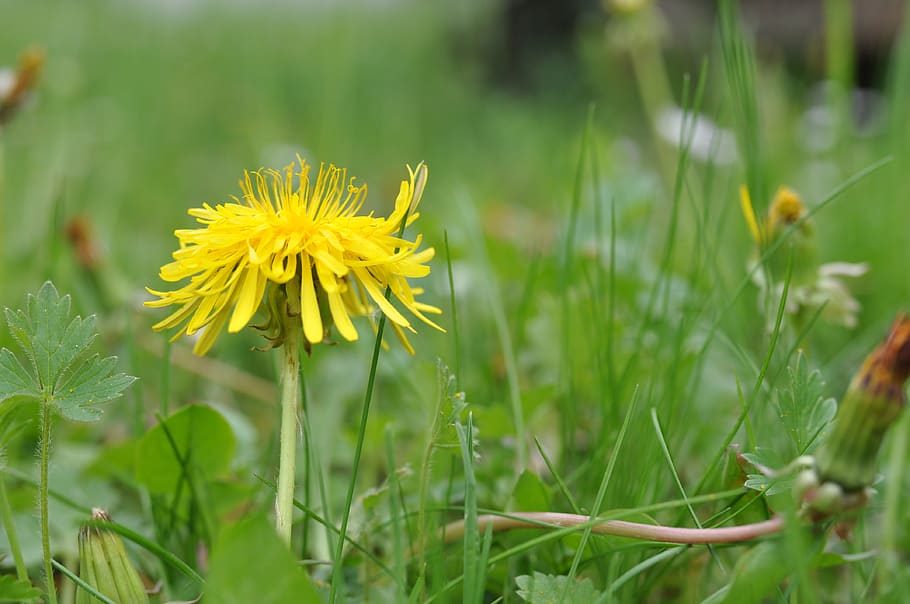 dandelion, flower, yellow, spring, pointed flower, close up HD wallpaper