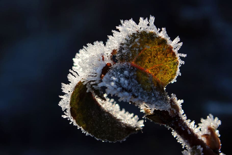 leave, branch, leaf, frost, ice, snow, frozen, winter, nature HD wallpaper