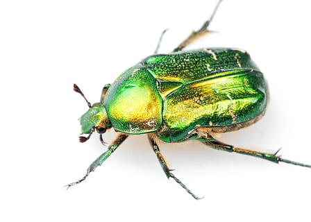 beetle, brilliant, white, isolated, bug, buriedtreasure, cetoniaaurata HD wallpaper