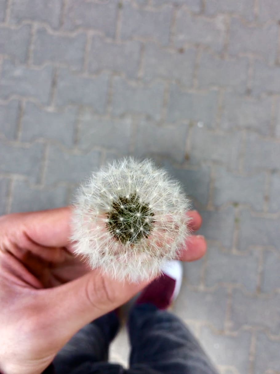 turkey, bartın, hands, dandelion, serenity, human hand, human body part HD wallpaper