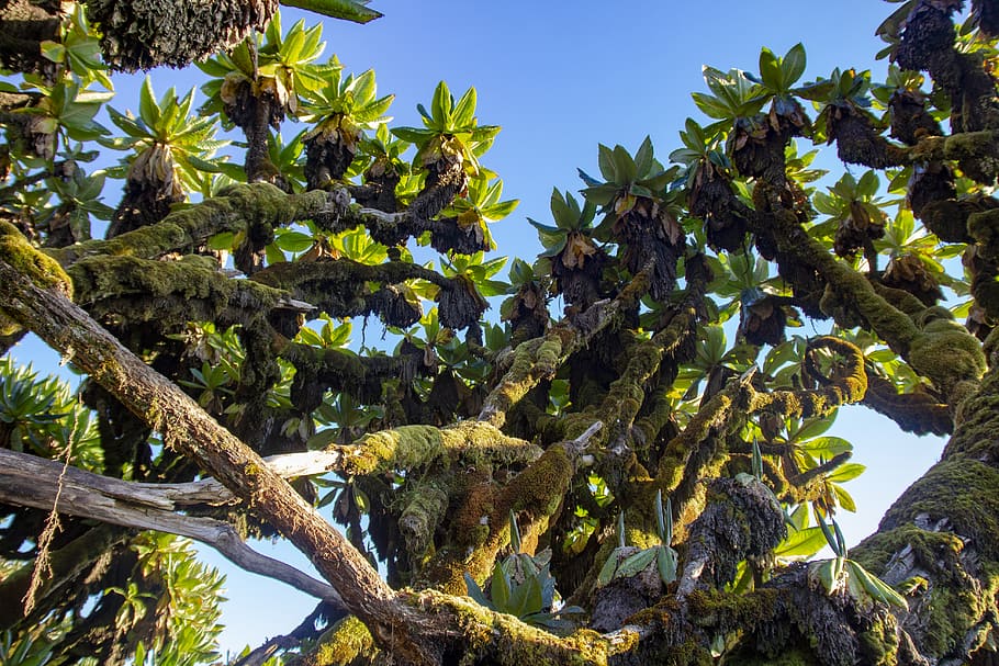 plant, leaf, tree, vegetation, nature, fruit, food, africa HD wallpaper