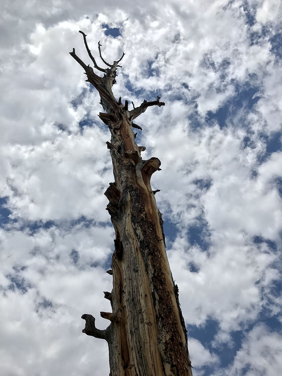 tree, clouds, sky, cloud - sky, low angle view, tree trunk HD wallpaper