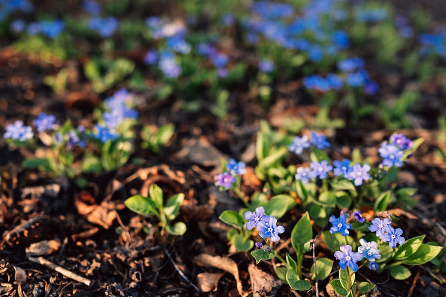 flower, tiny, sunny, springtime, small, petal, park, nature HD wallpaper