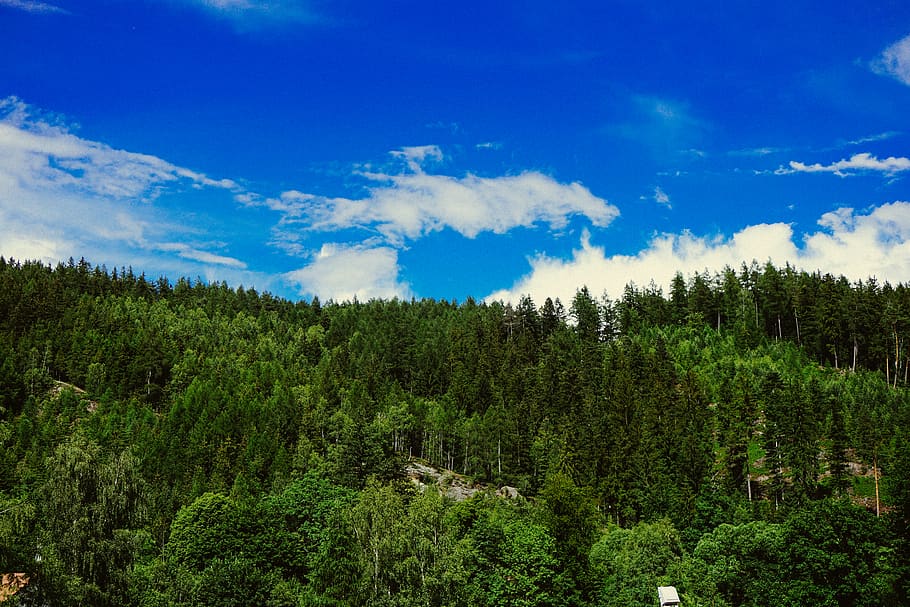 trees, forest, sky, green, blue, plant, beauty in nature, cloud - sky HD wallpaper