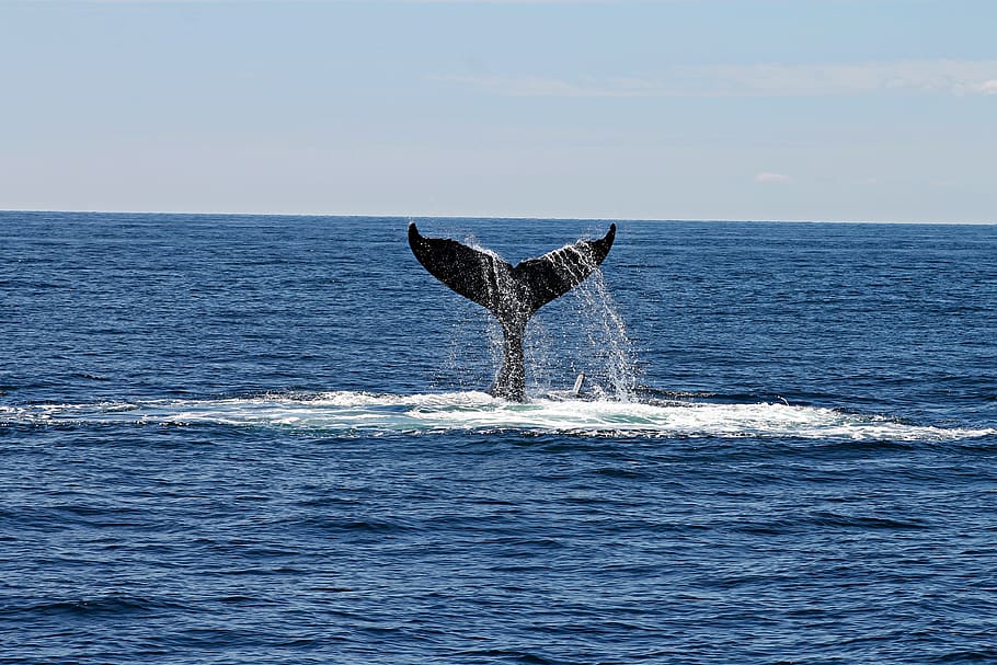 Whale's Tail, animal, daytime, deep ocean, horizon, sea, sky, HD wallpaper