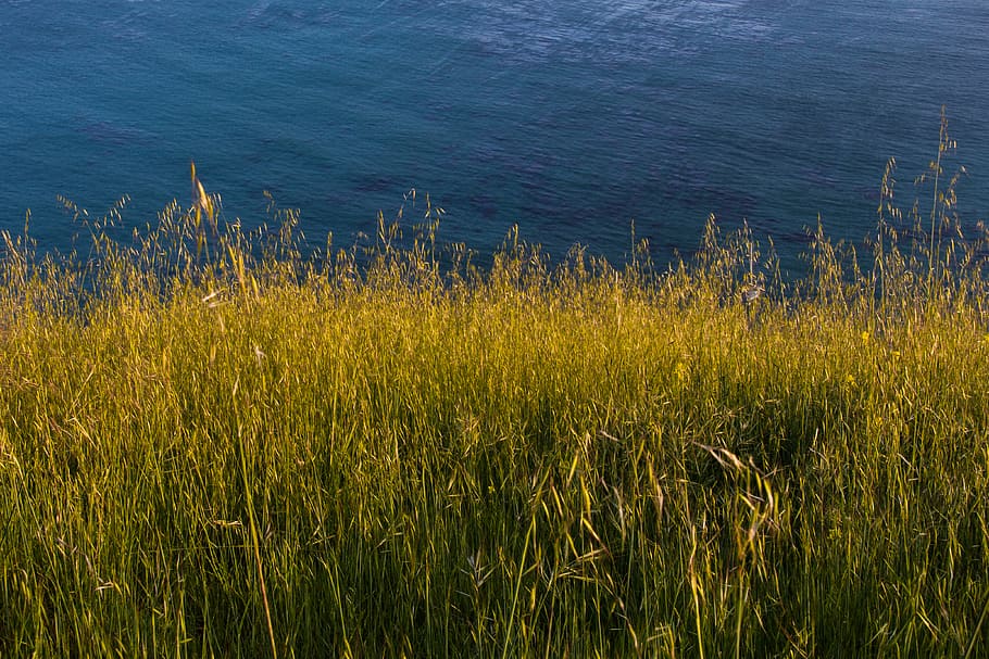 grass, ocean, plant, growth, water, beauty in nature, tranquility HD wallpaper