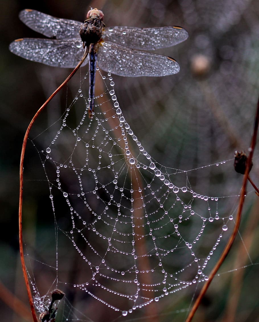 Photo of Dragon Fly Trap on Spider Web, blur, close-up, dew, dragonfly HD wallpaper