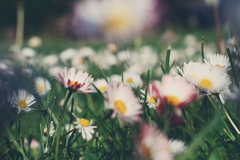 germany, uckermark, grass, green, lawn, summer, closeup, flower HD wallpaper