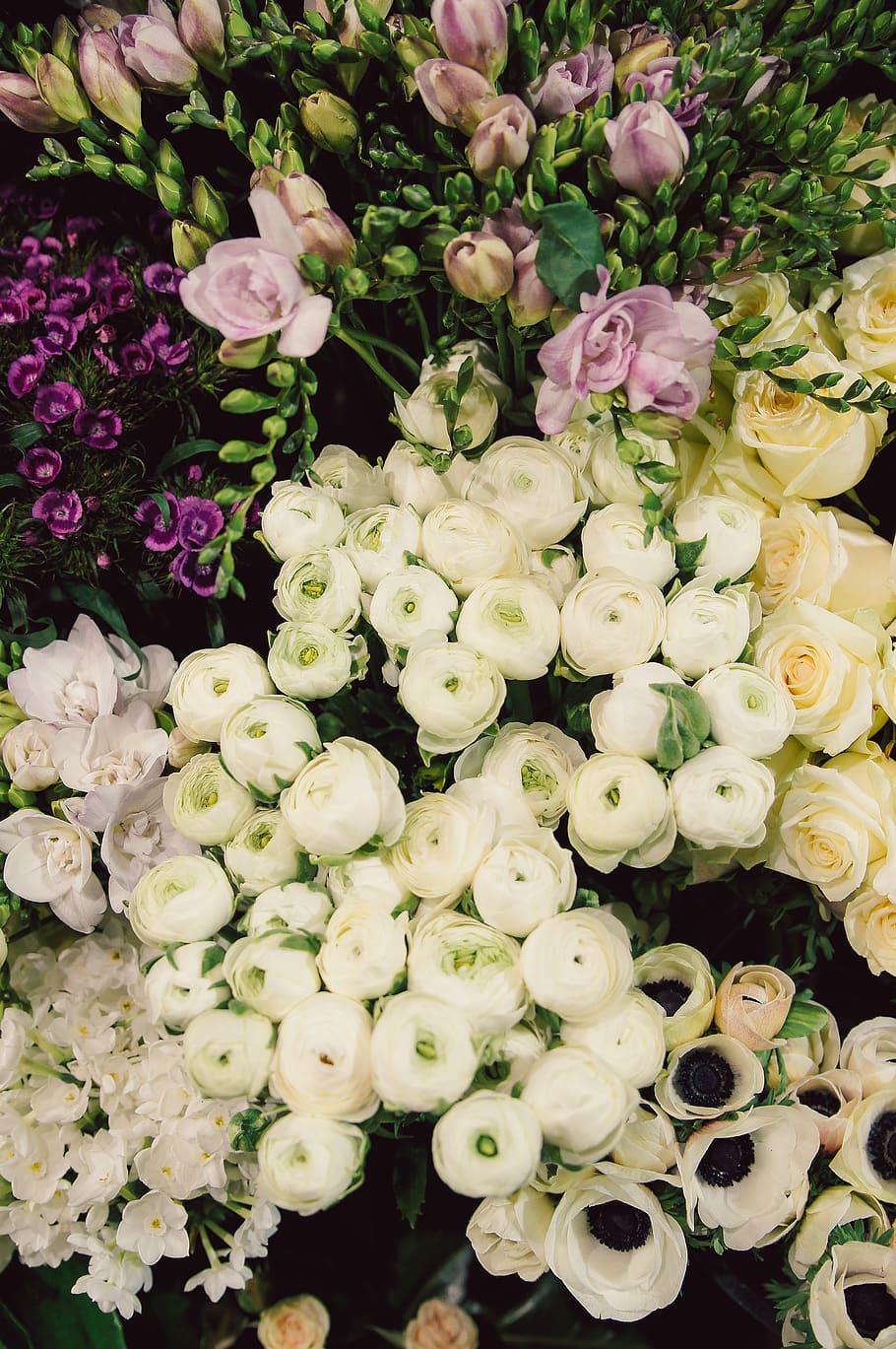 flower, flowering plant, freshness, beauty in nature, fragility HD wallpaper