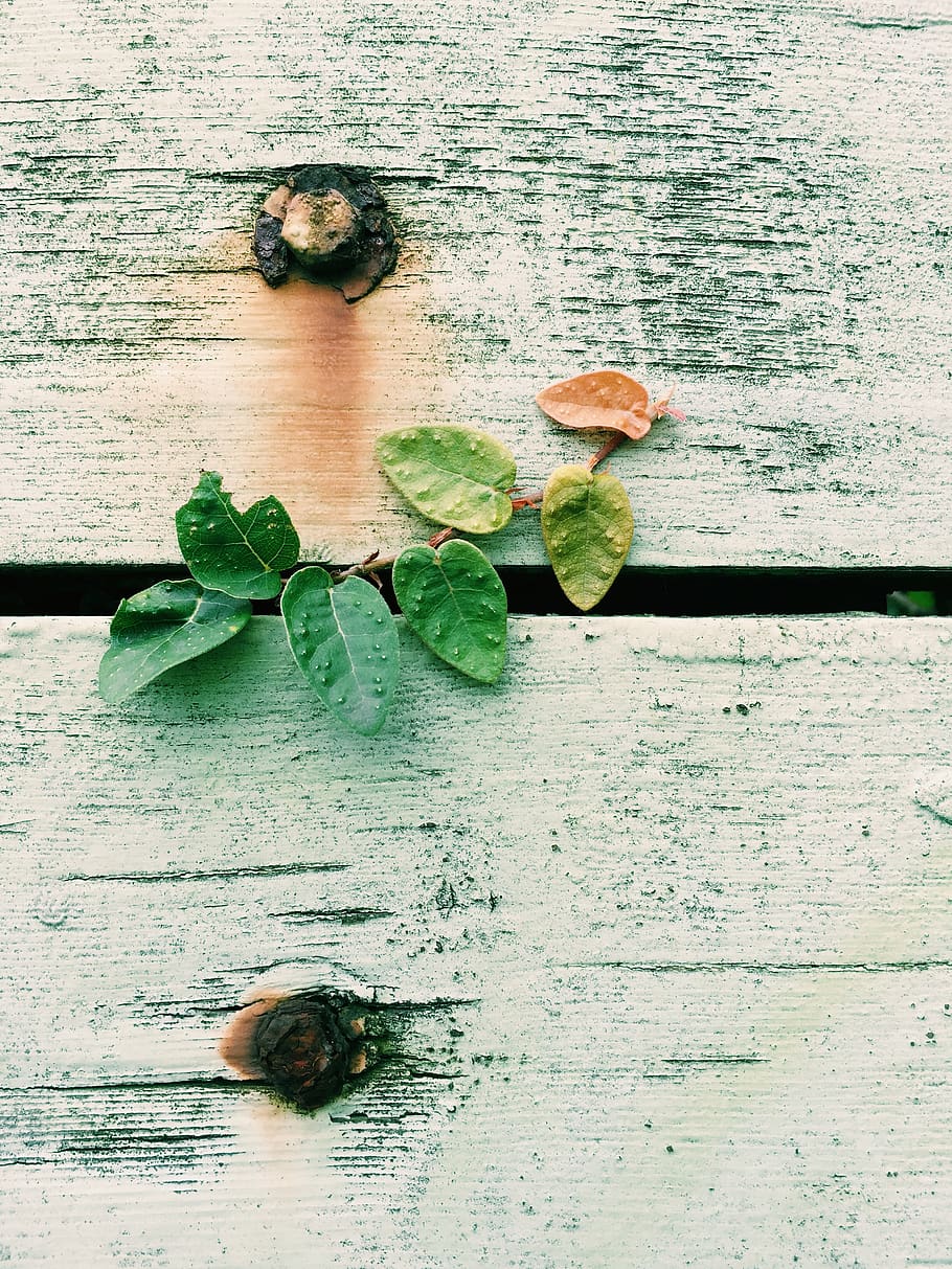 Green Leaves, wooden, leaf, plant part, animal, animal themes HD wallpaper