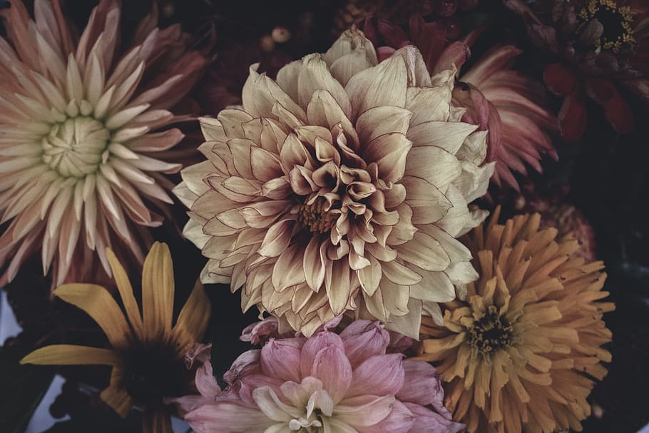 assorted-color flower arrangement, dramatic, bloom, blooming HD wallpaper