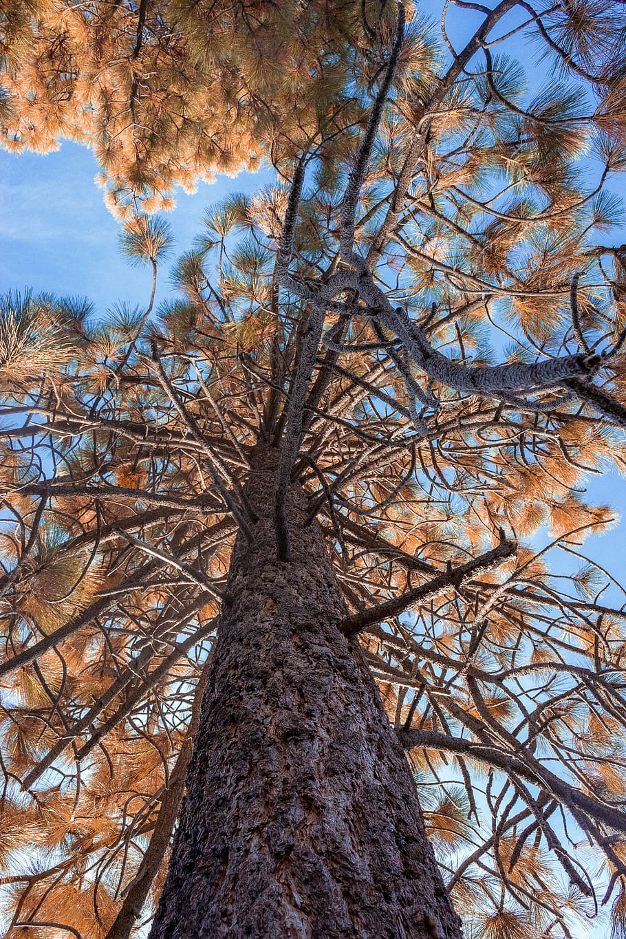 tree, orange, fall, nature, trees, forest, woods, pine, leaves HD wallpaper