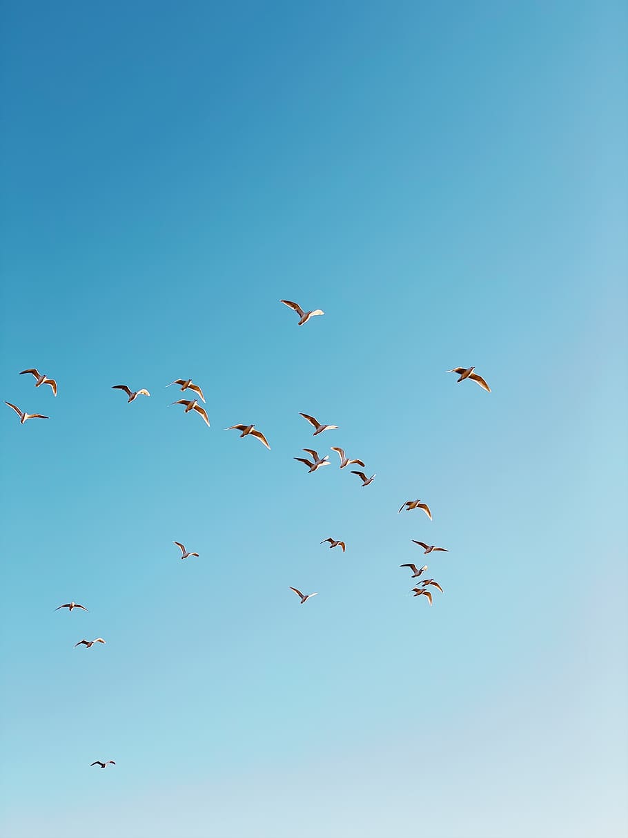 animal, flock, bird, flying, nanaimo, canada, jack point parking lot, HD wallpaper
