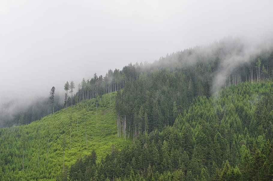 plant, tree, fog, beauty in nature, land, scenics - nature, HD wallpaper