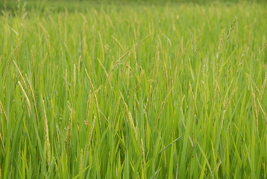 vietnam, sapa vietnam, long, grass, thin, lush, green, plant, HD wallpaper