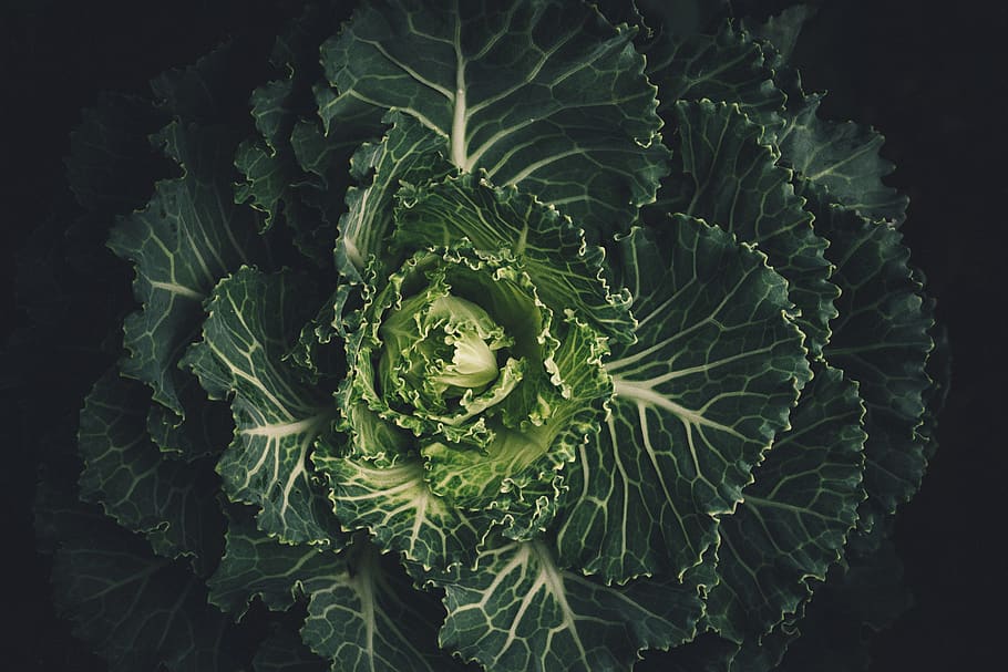 Green Leafed Plant, cabbage, lettuce, vegetable, green color HD wallpaper