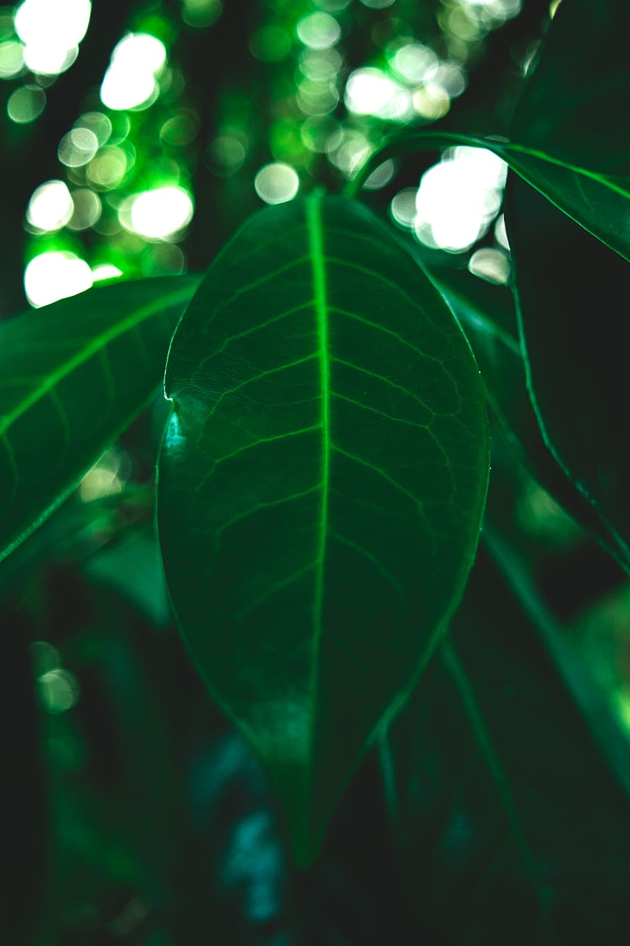 leave, focus, green, winter, saturated, macro, detail, plant part HD wallpaper
