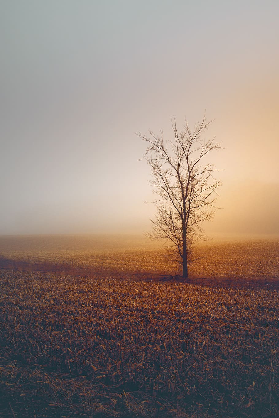 bare tree during daytime, sky, landscape, tranquility, environment HD wallpaper