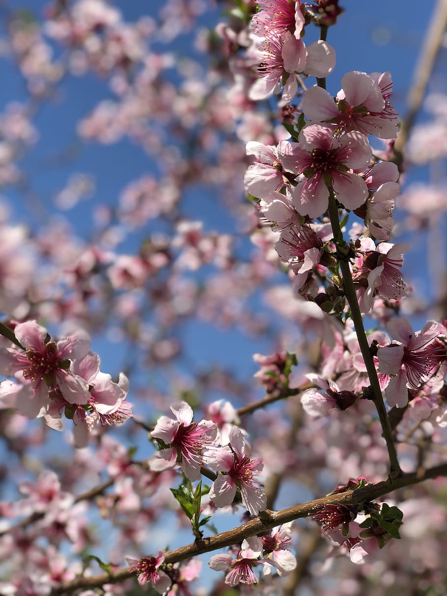 spring, sky, flowers, cherry, nature, harmony, beauty, pink flowers HD wallpaper