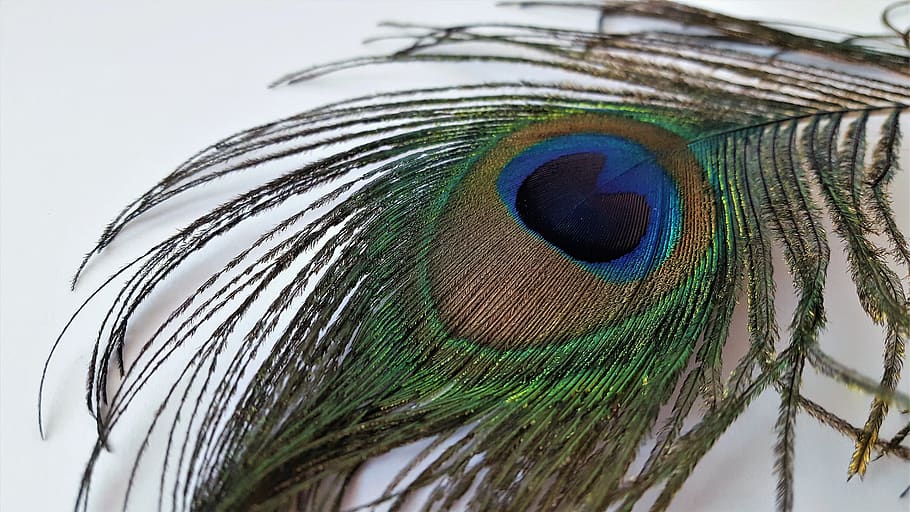 HD wallpaper: feather, feathers, peacock, pen, bird, color, eye, peacock  feather | Wallpaper Flare