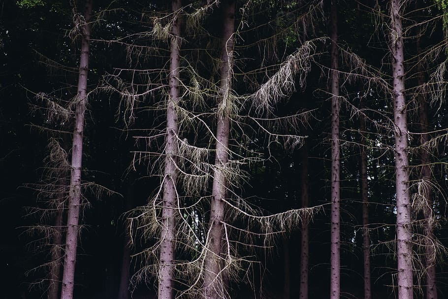 Woods forest, accommodation, architecture, arkona, attraction HD wallpaper