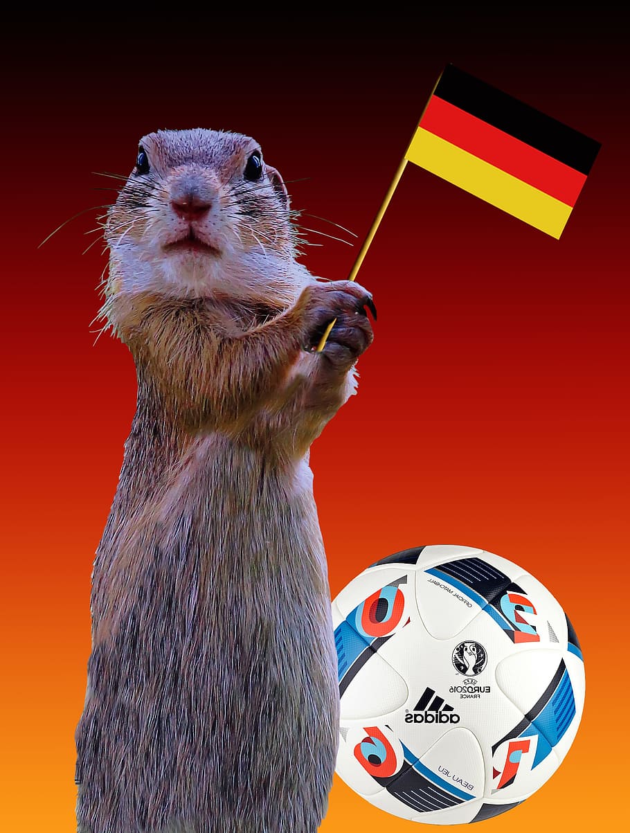 fifa, soccer, object, rat, mouse, squirrel, ball, football HD wallpaper