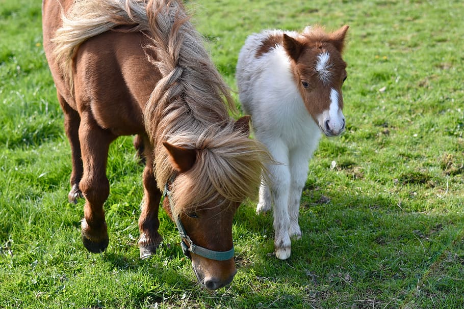 shetland pony, foal shetland, small horses, animals, pastures, HD wallpaper