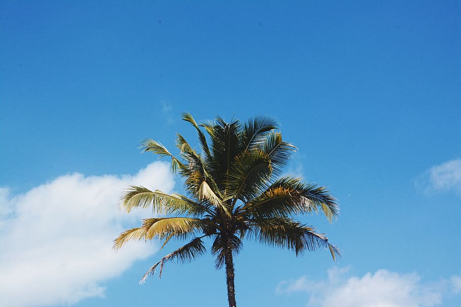 indonesia, bali, tropical climate, palm tree, sky, plant, low angle view HD wallpaper