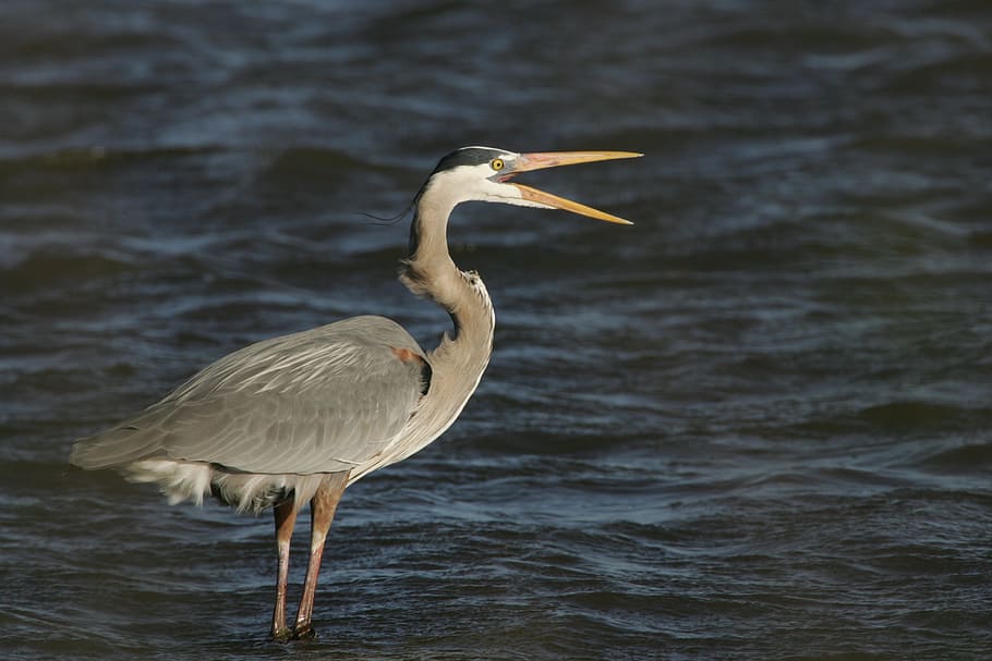 river, blue, heron, bird, animal, wild, nature, water, animals in the wild HD wallpaper