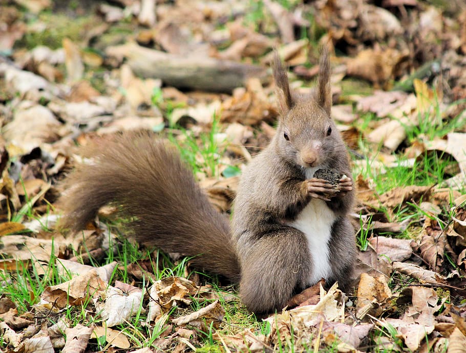 gray squirrel holding nut, rodent, mammal, animal, food, spa park HD wallpaper