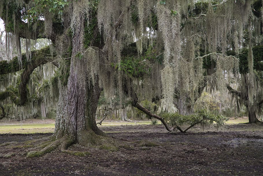 louisiana, united states, trees, swamp, bald cypress, forest