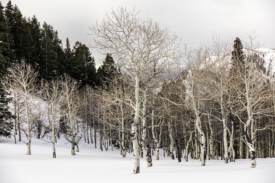 forest, trees, snow, winter, cold temperature, plant, beauty in nature HD wallpaper