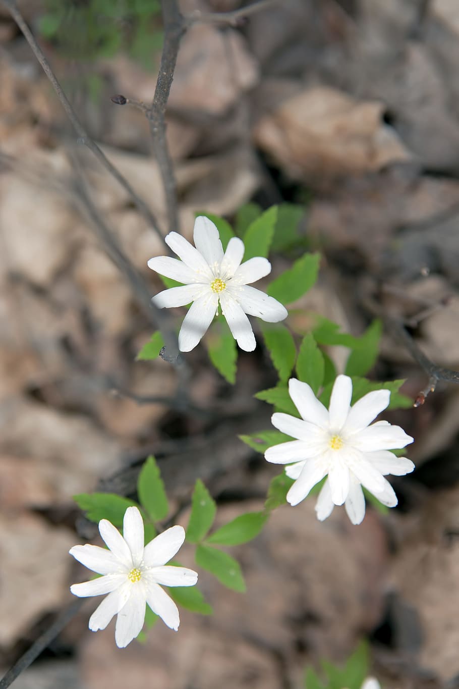 spring, flower, flowers, background, focus, closeup, outdoor HD wallpaper