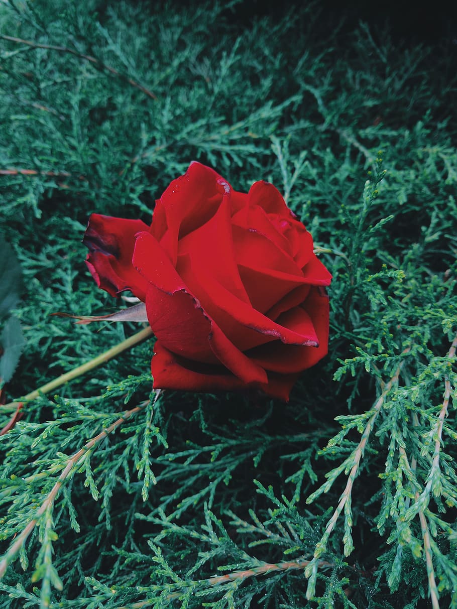 rose, plant, flowering plant, beauty in nature, petal, fragility HD wallpaper