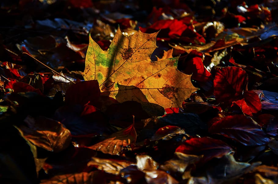 autumn, leaf, forest, plant part, change, maple leaf, nature HD wallpaper