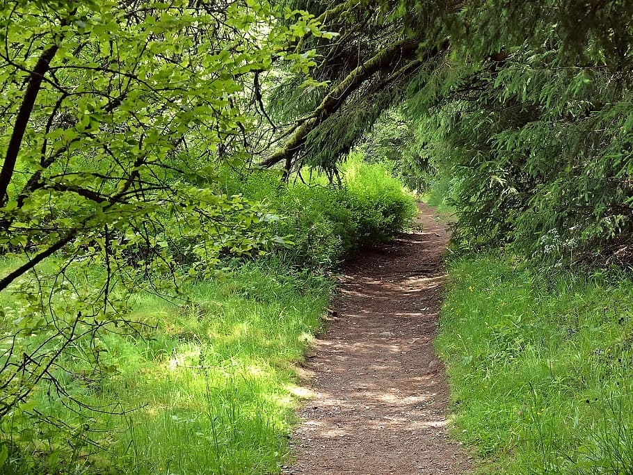 green, way, plants, tree, nature, direction, growth, green color HD wallpaper